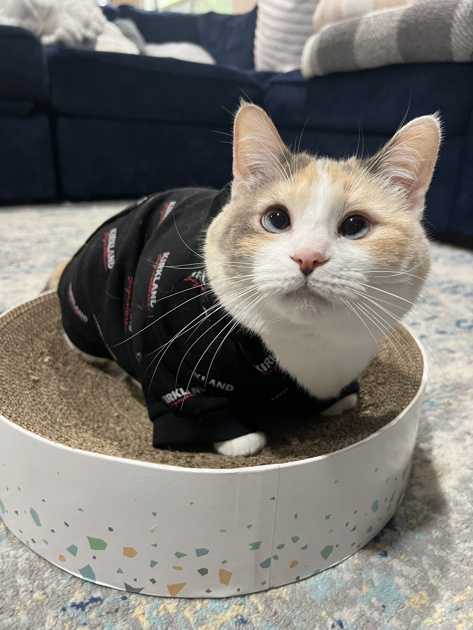 A picture of a cat